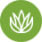 aloe vera icon